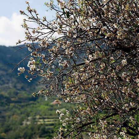 The Old Olive Mill House By Trulycyprus Villa Dorósz Kültér fotó