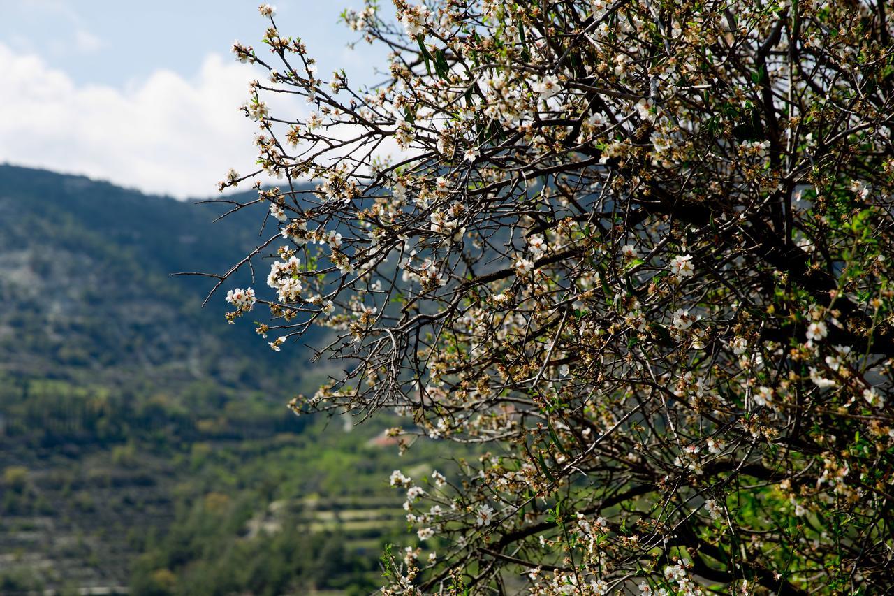 The Old Olive Mill House By Trulycyprus Villa Dorósz Kültér fotó